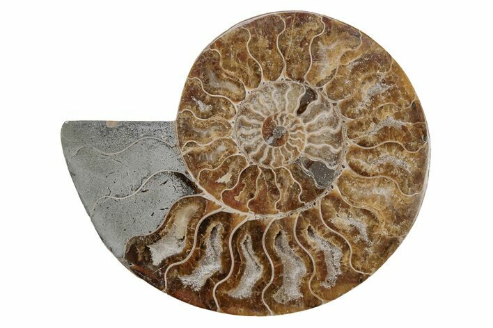 Cut & Polished Ammonite Fossil (Half) - Madagascar #212962